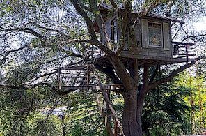Een moderne boomhut in een 100 jaar oude eik, een perfecte plek om nieuwe herinneringen te maken