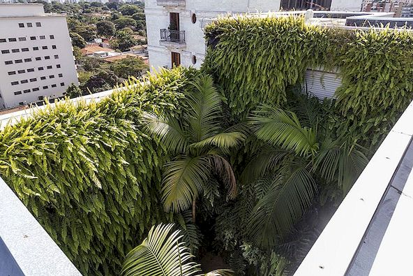 Tajni vrtovi u gradu Sao Paolo City Napravite atmosferu džungle