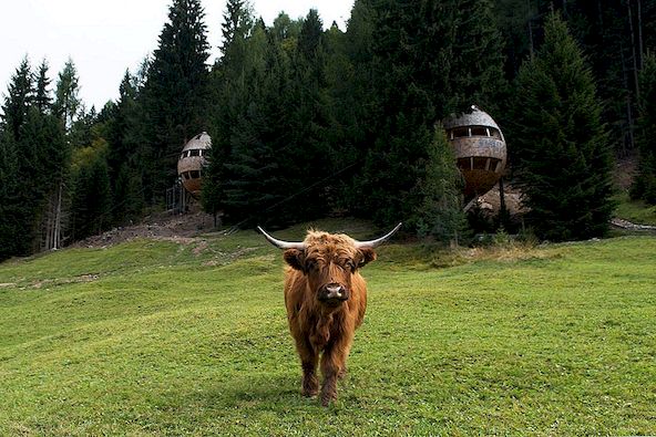 Twee pinecone-vormige boomhutten verborgen in de Italiaanse Alpen