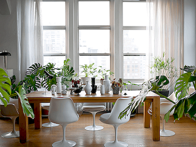 5 kamerplanten die binnenshuis gedijen