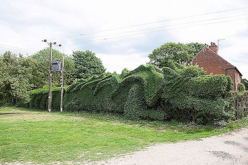 雄心勃勃的10年园艺项目：John Brooker的Green Dragon Hedge