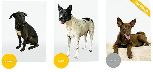 Έξυπνος και αποτελεσματικός τρόπος προώθησης της υιοθέτησης σκύλων από το IKEA [Video]