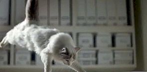 IKEA mačke ili kako dopustiti 100 mačjeg mesa testirati vaš namještaj