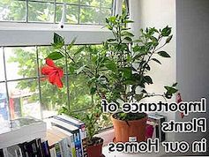 Význam rostlin ve vašem domově