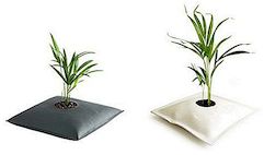 Pagalvių formos puodelis augalams: auginkite maišelį