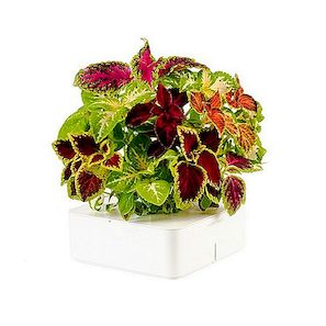 Reinventing Indoor Gardening: Kliknite i rastite elektroničke cvjetne posude