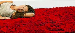 玫瑰地毯为美丽的浪漫气氛