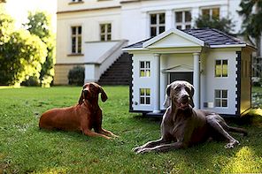 Dyra Dog Houses av Best Friends Home