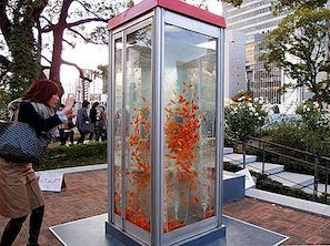 Telefonní kabiny se změnily v akvária zlaté rybky - transformace kouzelníků