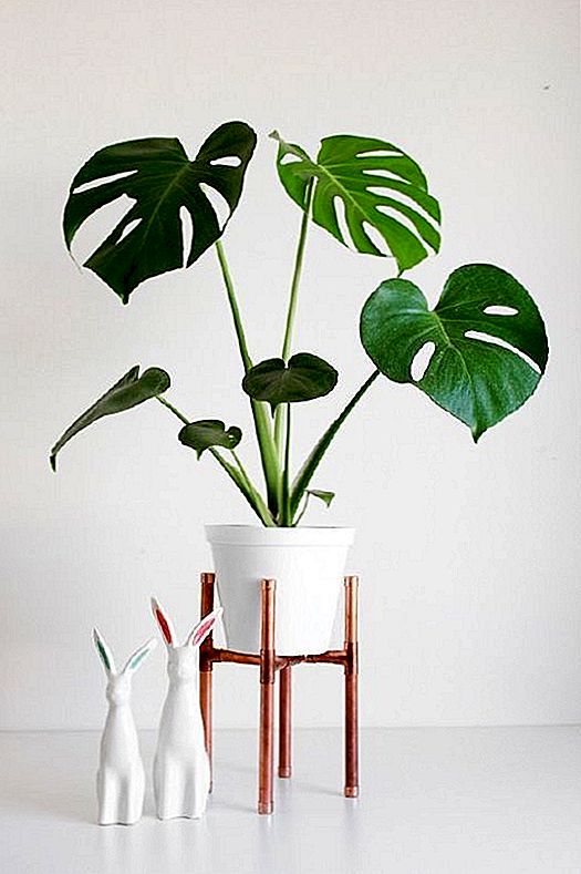 15 DIY-planten staan ​​om je huis te vullen met groen