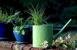 Chladné rostliny vyrobené z neobvyklých recyklovaných objektů