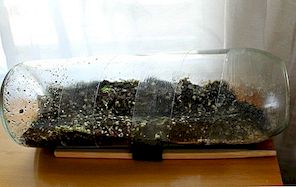 DIY-etsat glasterrarium
