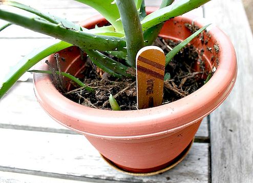 DIY Wooden Plant Markers