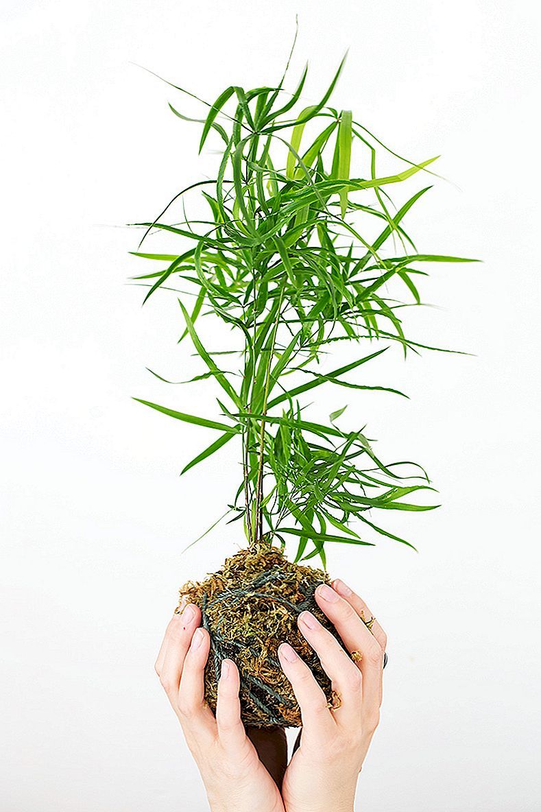 Hoe een Kokedama planter te maken