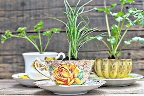 När Tea Cups Bli Flower Potter - söta transformationer
