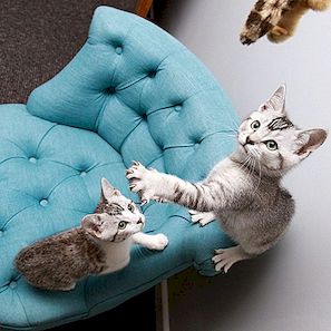 10 husdjur som verkligen gillar deras ägares smak i möbler