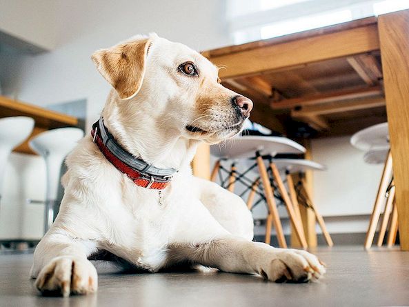 Het beste type vloerbedekking kiezen voor honden en hun eigenaren