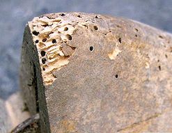 Hur man tar bort termiter från möbler