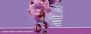 Η Pantone ανακοίνωσε το χρώμα του έτους 2014: Radiant Orchid