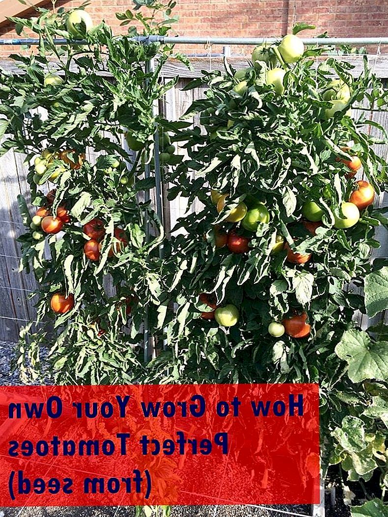 Hoe Gorgeous Tomatoes Grow van Seed